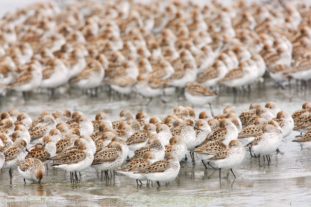 Shorebird migration