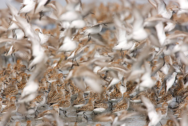 Shorebird migration