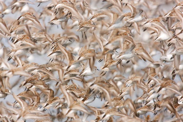 Shorebird migration