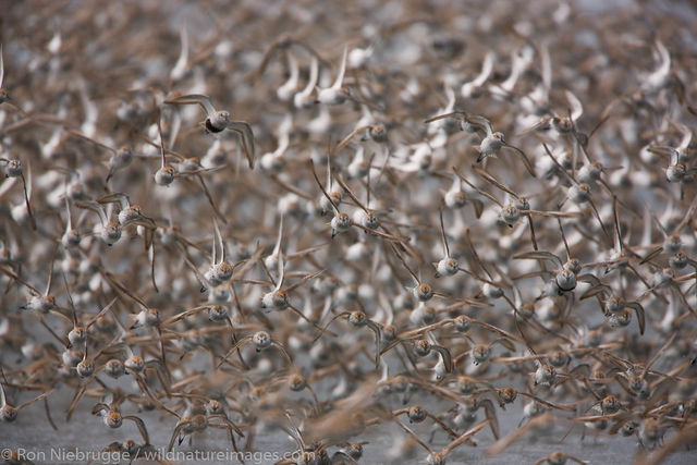 Shorebird migration