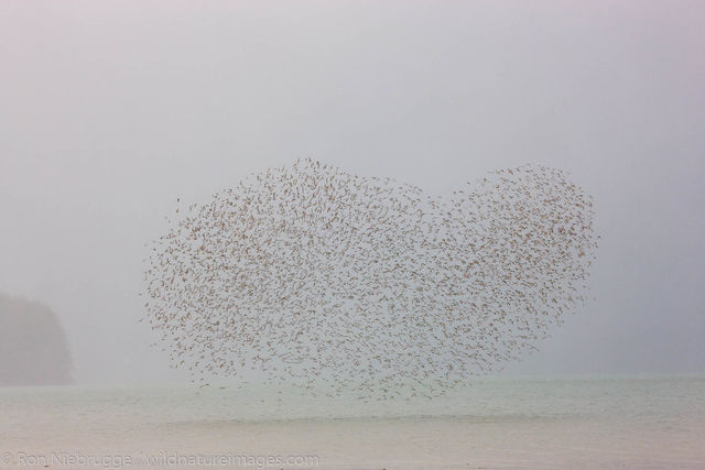 Shorebird migration