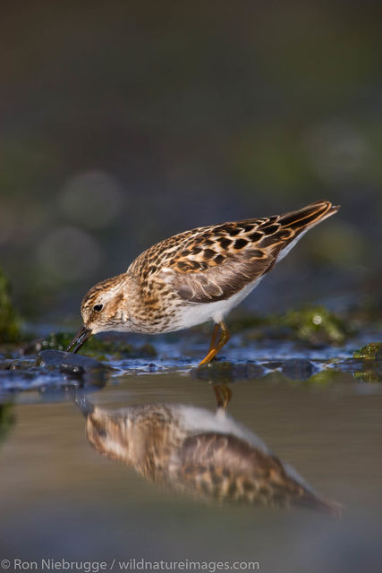 Least Sandpiper