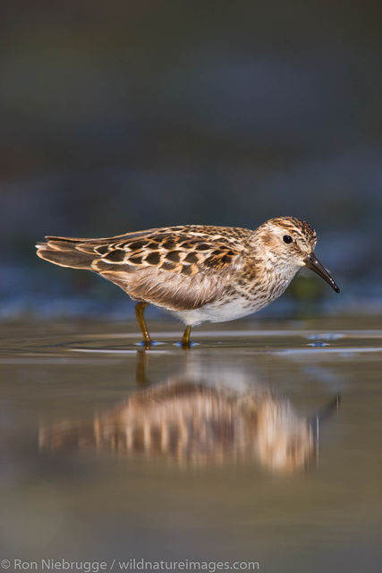 Least Sandpiper