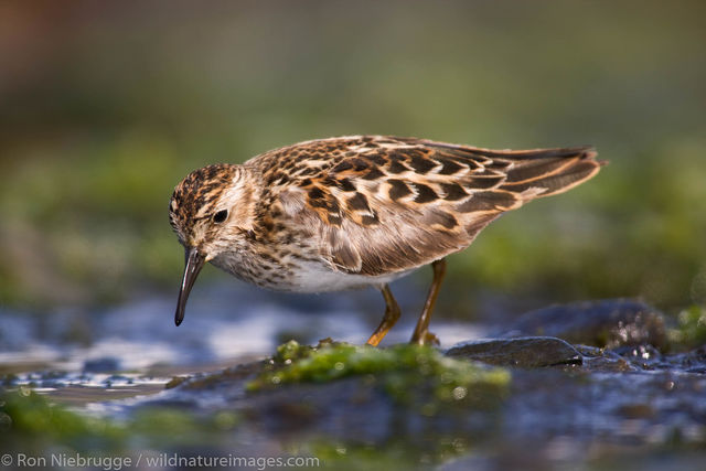 Least Sandpiper