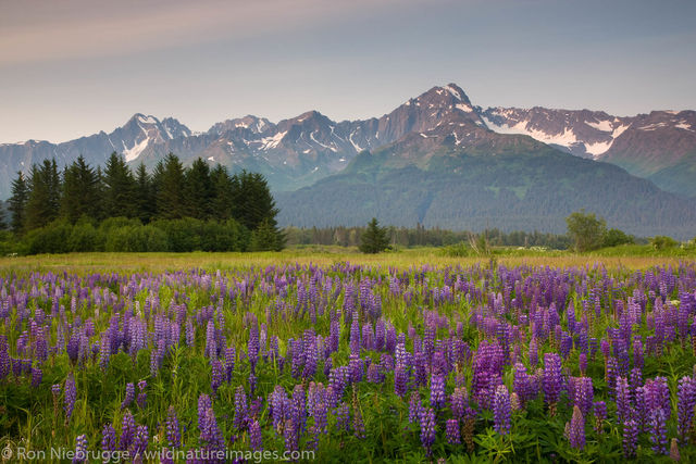 Mount Alcie from Seward, Alaska