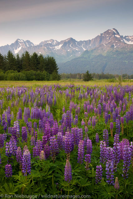 Mount Alcie from Seward, Alaska