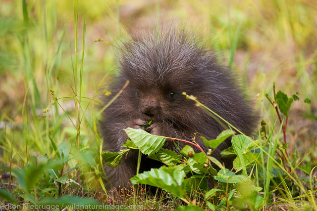 Baby Porcupine