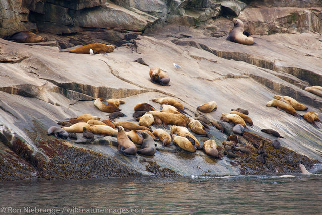 Steller Sea Lion rookery