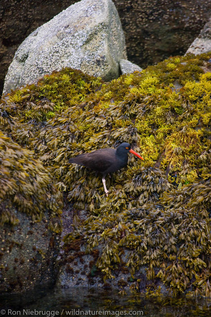 Black Oystercatcher