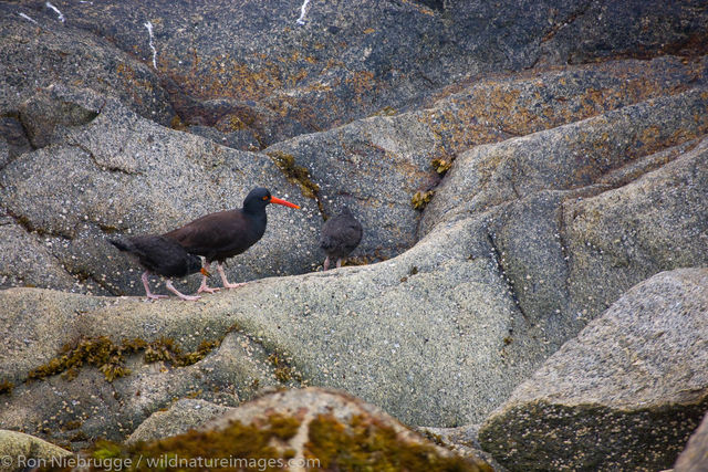 Black Oystercatcher