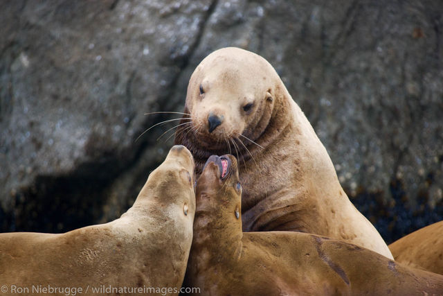 Steller (Northern) Sea Lions