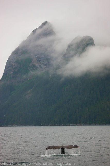 Humpback Whale