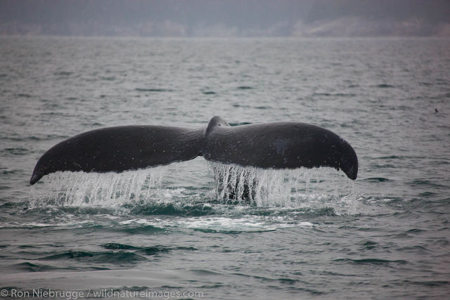 Humpback Whale