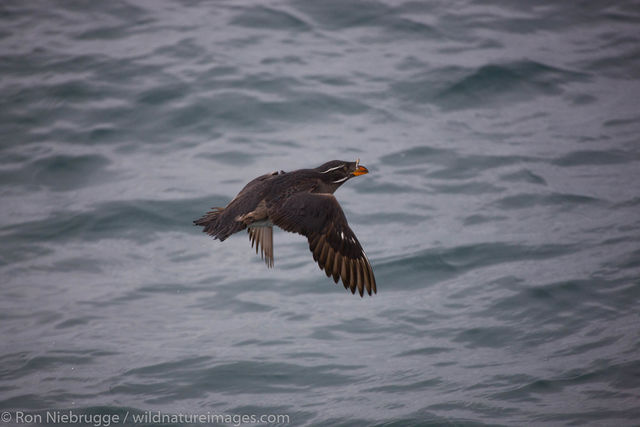 Rhinoceros Auklet