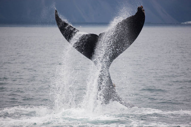 Humpback Whale