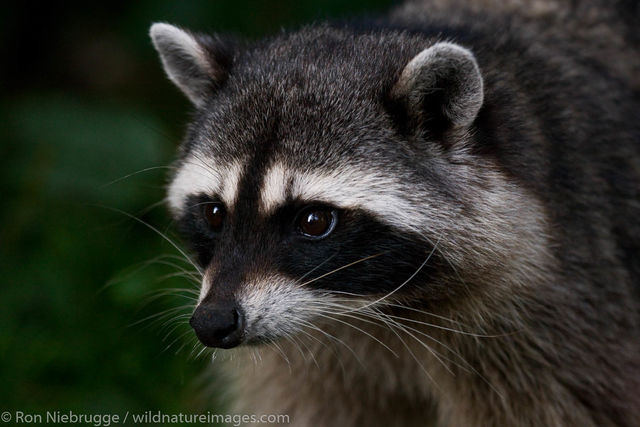 Raccoon 