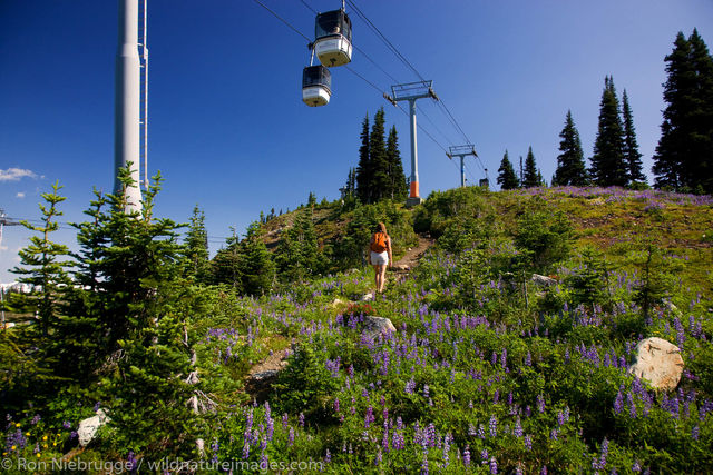 Whistler Mountain and Blackcomb