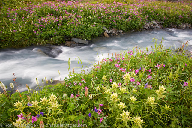 Wildflowers on Mount Marathon