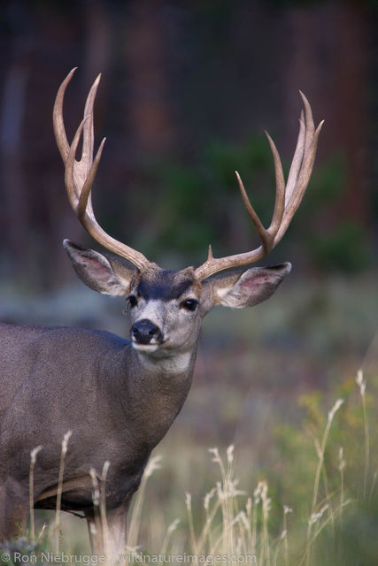 Mule Deer, Rocky Mountain National Park