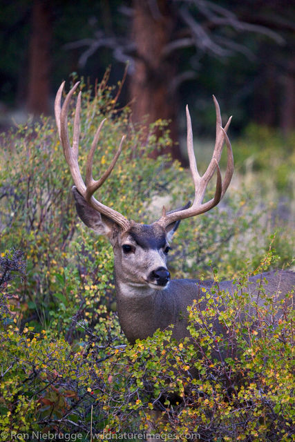 Mule Deer, Rocky Mountain National Park