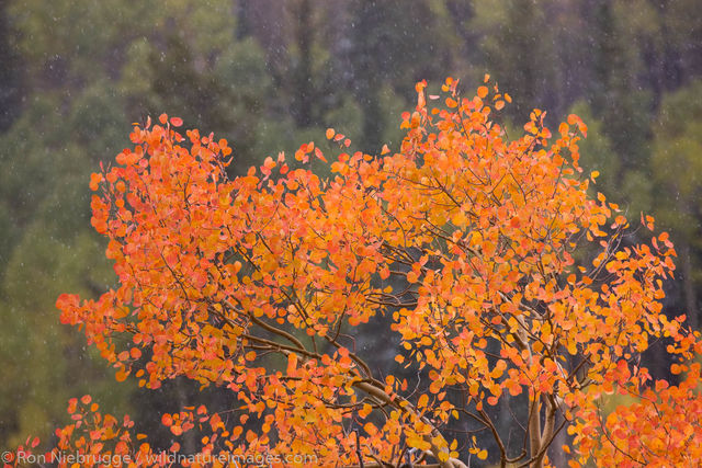 Colorado Color