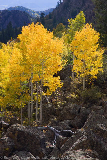 Gunnison National Forest, Colorado