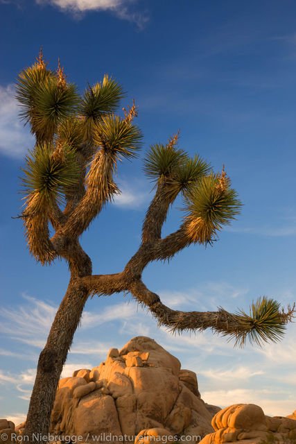 Joshua Tree 