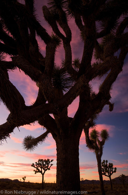 Joshua Tree National Park