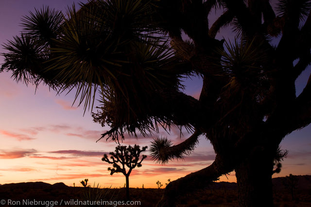 Joshua Tree National Park