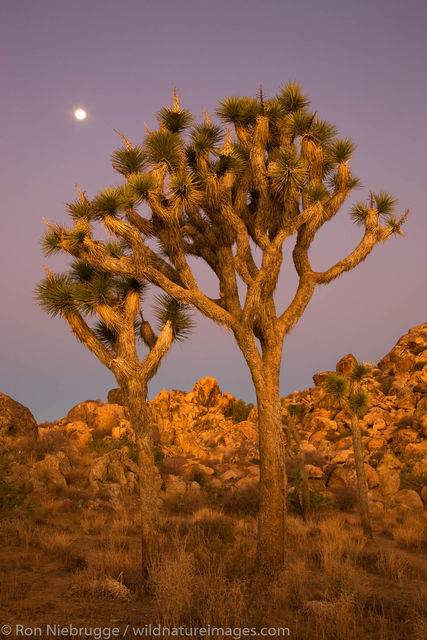 Joshua Trees with full moon