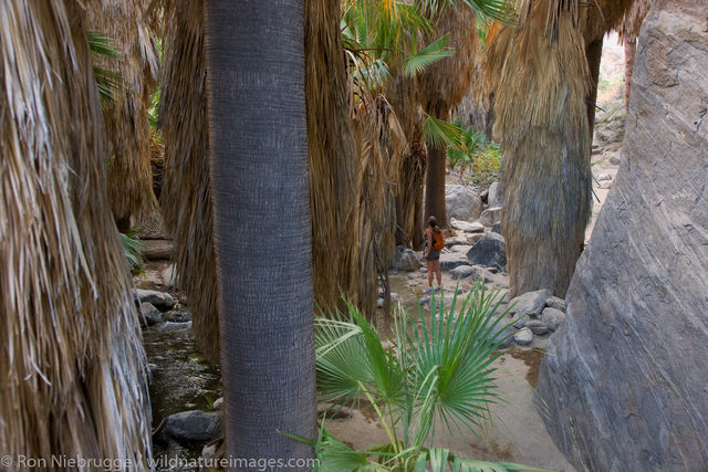 Palm Canyon, Palm Springs, California
