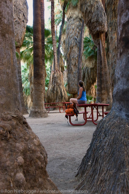 Palm Canyon, Palm Springs, California