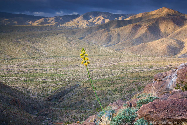 Anza Borrego Desert State Park