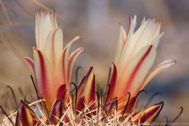 Fishhook Cactus
