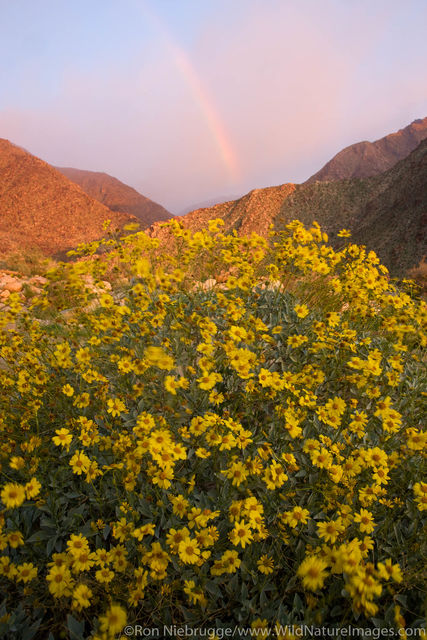 Anza Borrego Desert State Park