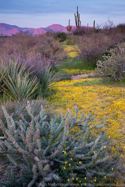 Tonto National Forest Photos