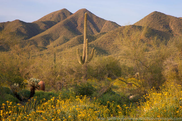 McDowell Sonoran Preserve