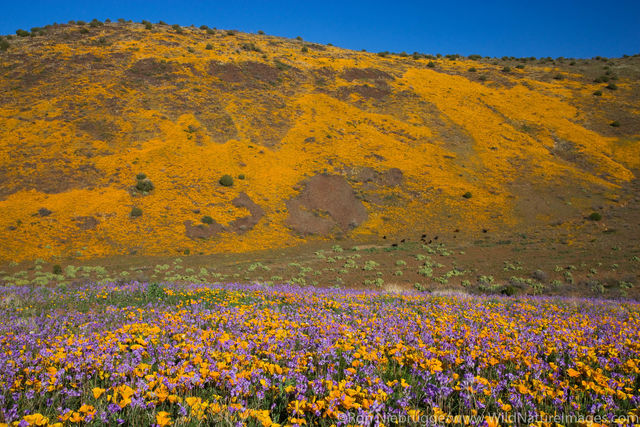 Black Hills Wildflowers