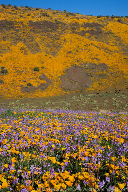 Black Hills Wildflowers