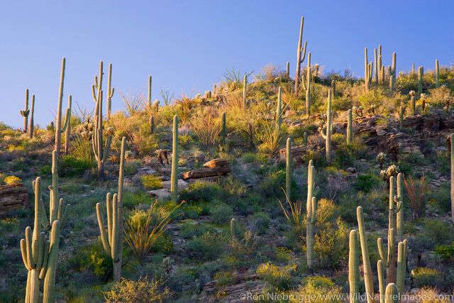 Sabino Canyon Recreation Area