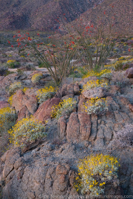 Anza Borrego Desert State Park