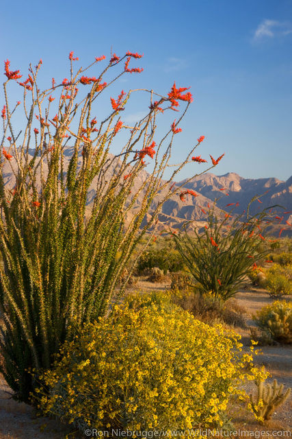 Desert Wildflowers