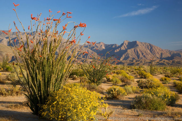 Desert Wildflowers