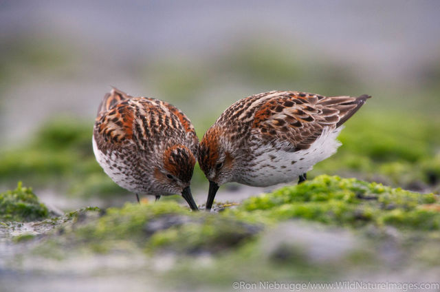 Western Sandpiper