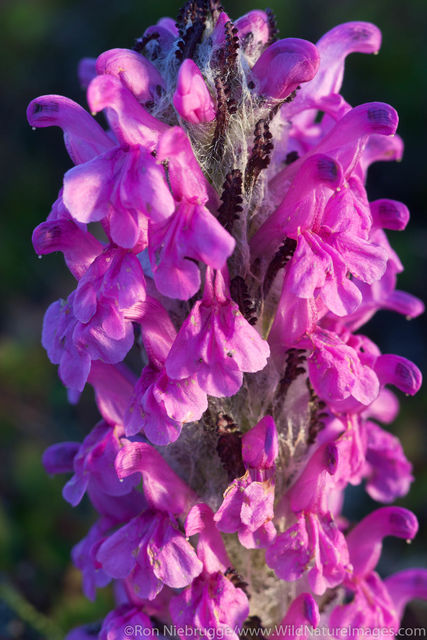 Wooly Lousewort