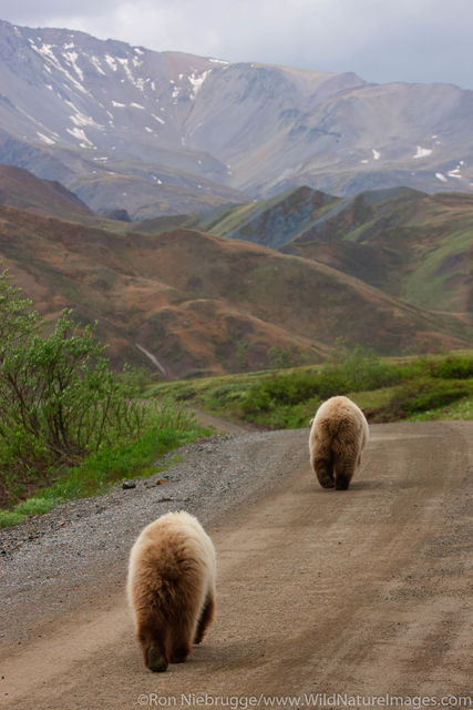 Grizzly Bear Walks the Road