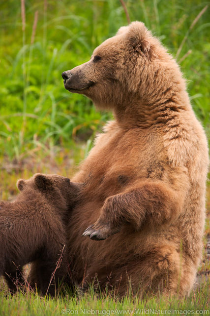 Nursing Brown Bear