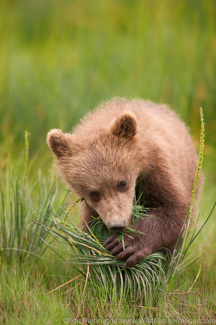 Brown Bear Cub