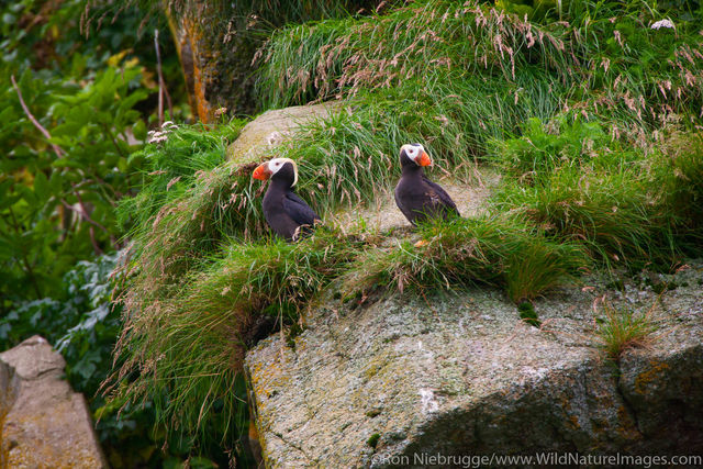 Tufted Puffin