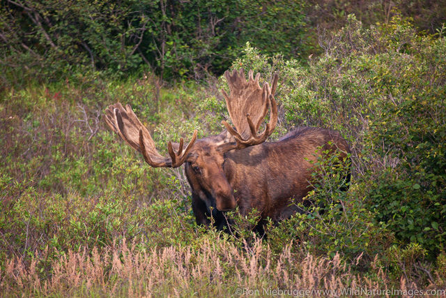 Bull Moose